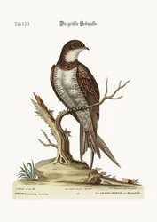 El Gran Martín o Swift, 1749-73